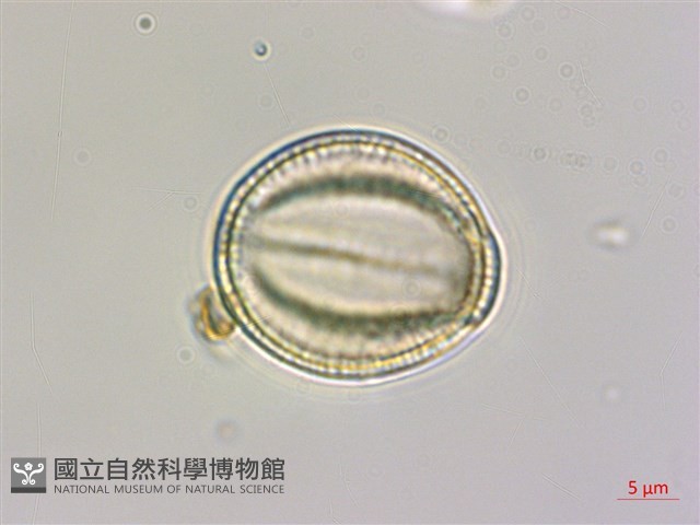 長花鐵線蓮藏品圖，第2張