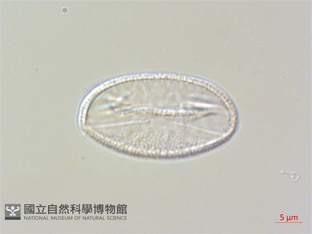 毛地黃藏品圖，第2張