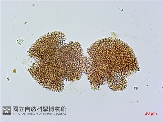 漢紅魚腥草藏品圖，第2張