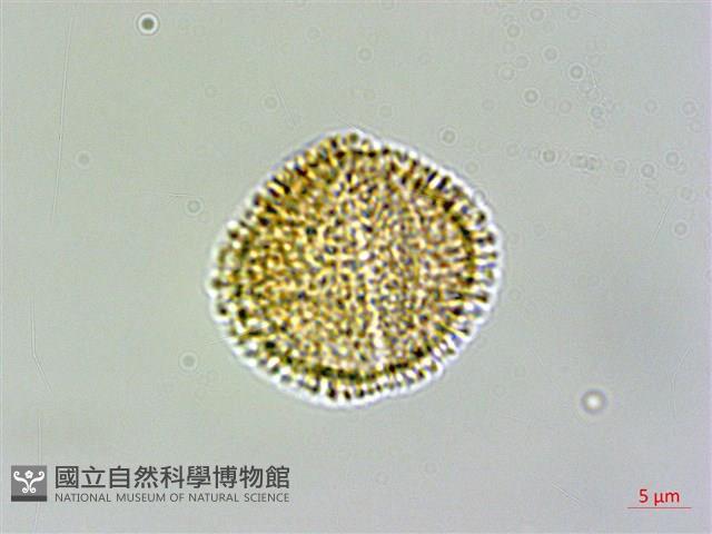 焊菜藏品圖，第2張