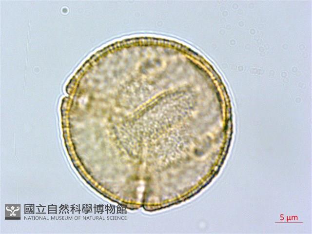 大羊蹄藏品圖，第2張