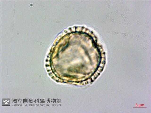 食茱萸藏品圖，第2張