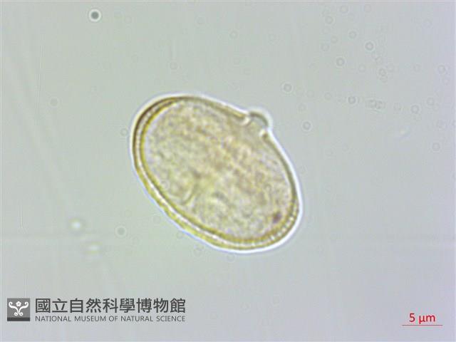 紫花竊衣藏品圖，第2張