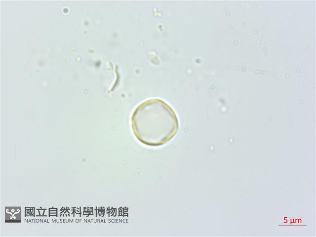 花點草藏品圖，第2張