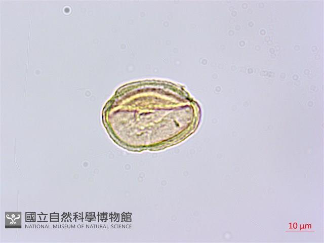 垂珠花藏品圖，第2張