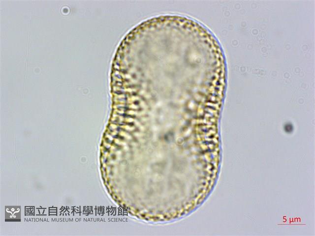 早田氏爵床藏品圖，第3張