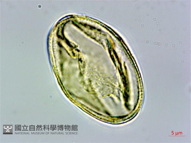 霧社山櫻花藏品圖，第2張