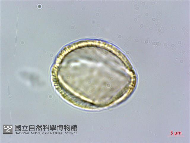 大屯尖葉槭, 川上氏槭藏品圖，第3張