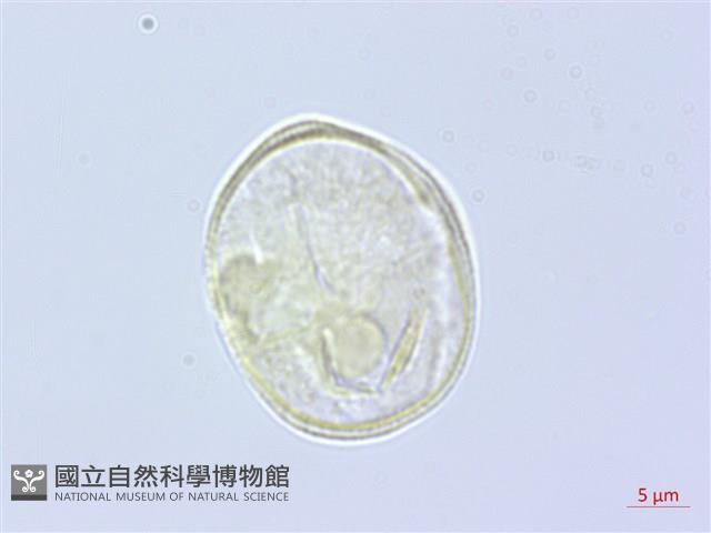 登錄號:S060163藏品圖，第2張