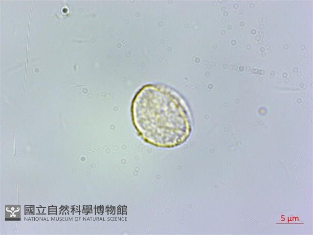 絨莖樓梯草藏品圖，第2張