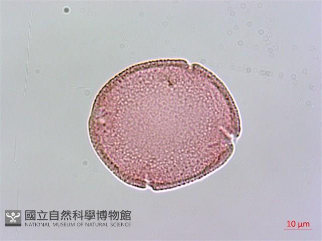 Small-leaf Lasianthus Collection Image, Figure 2, Total 3 Figures