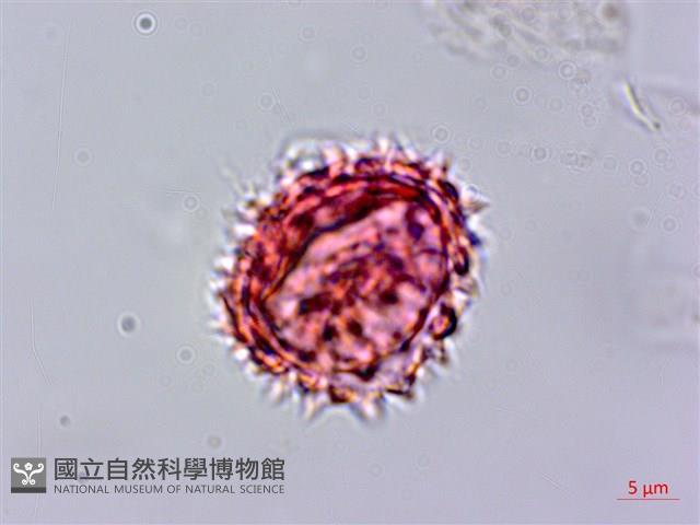 紫花霍香薊藏品圖，第3張