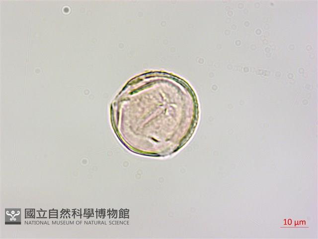 柿寄生藏品圖，第2張