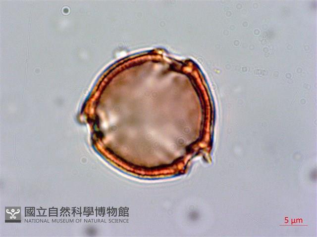 百金藏品圖，第2張