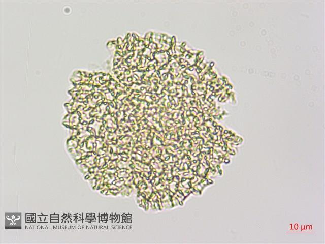 斑花青牛膽藏品圖，第2張