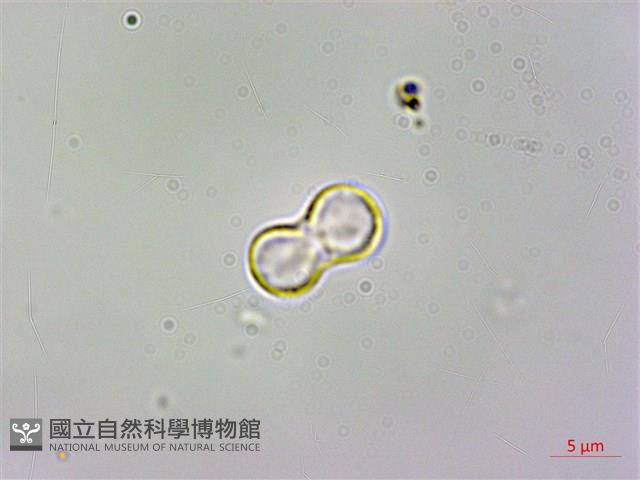 臺灣附地草藏品圖，第3張