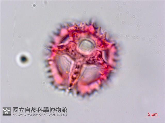 細葉假黃鵪菜藏品圖，第3張