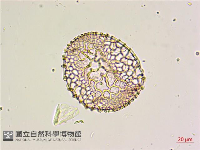 鐵砲百合藏品圖，第2張