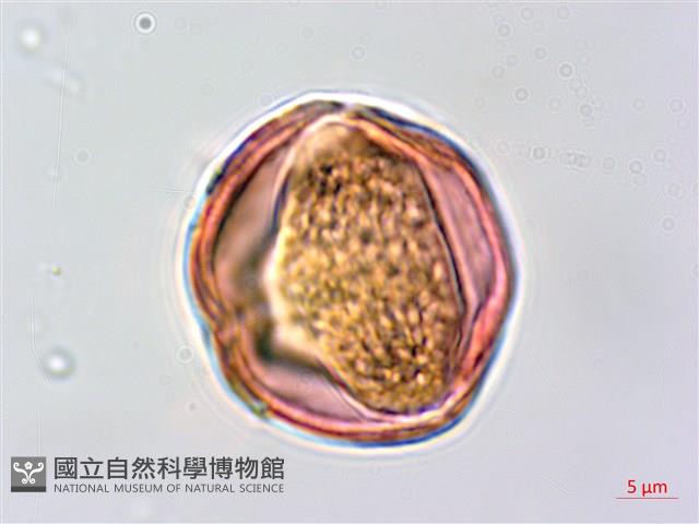 穗花木藍藏品圖，第3張