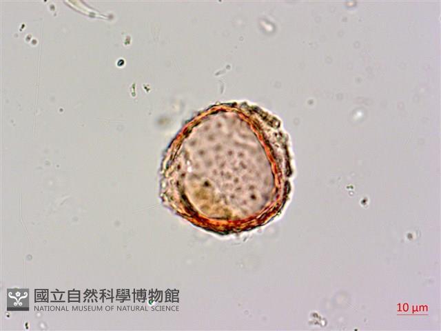 青脆枝藏品圖，第3張