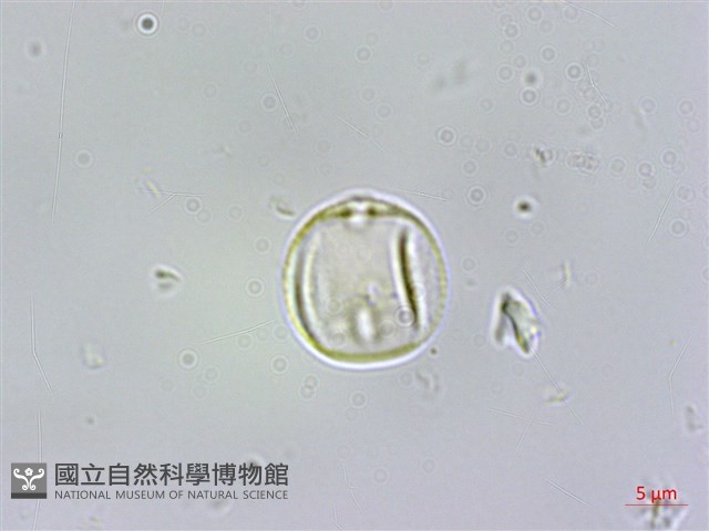 蘭嶼樹蘭藏品圖，第3張