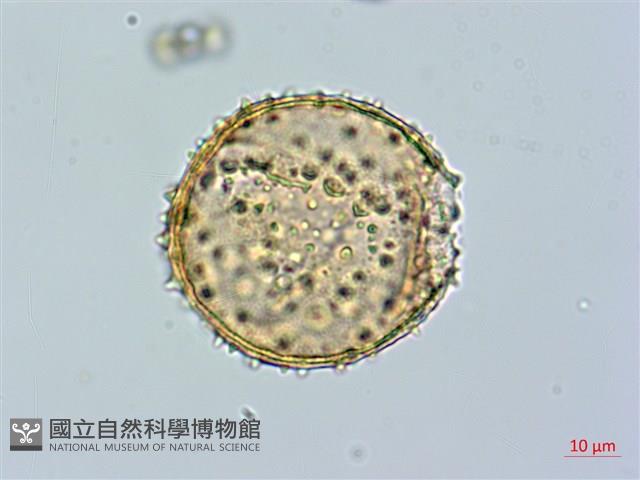 追分忍冬藏品圖，第2張