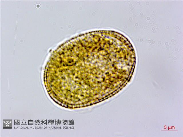 仙草藏品圖，第2張