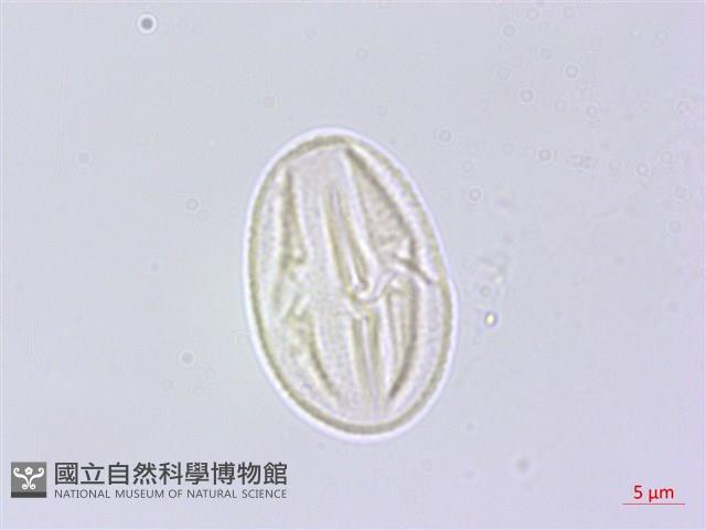 黃野百合藏品圖，第3張