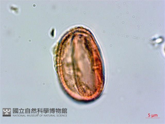 繩黃麻藏品圖，第2張
