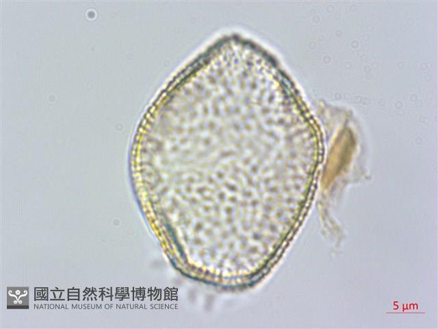 臺灣藜蘆藏品圖，第2張