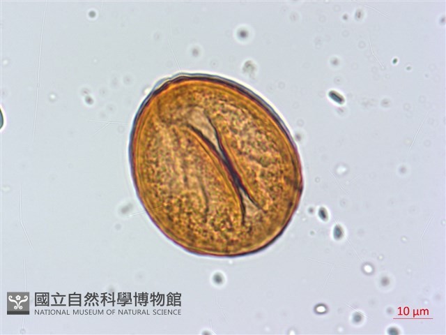 臺灣胡頹子藏品圖，第2張