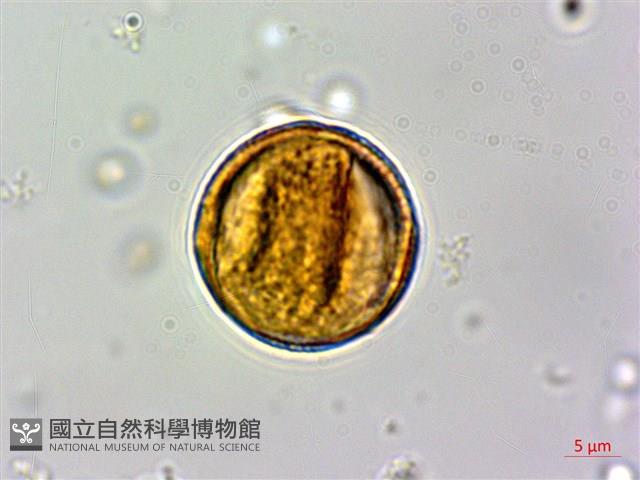 石苓舅藏品圖，第2張