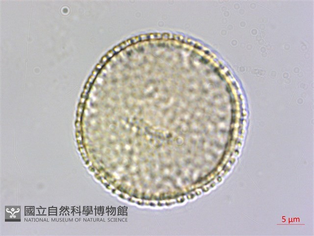 草珊瑚、紅果金粟蘭藏品圖，第3張