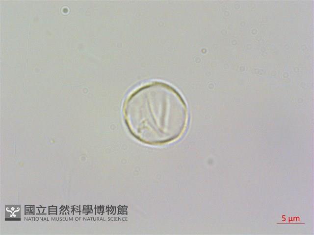 花點草藏品圖，第2張