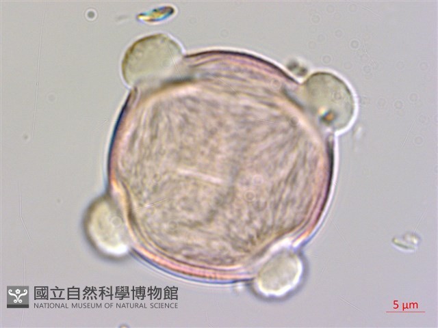 皺葉煙草藏品圖，第2張