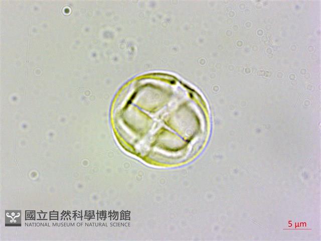 四國珍珠菜藏品圖，第2張