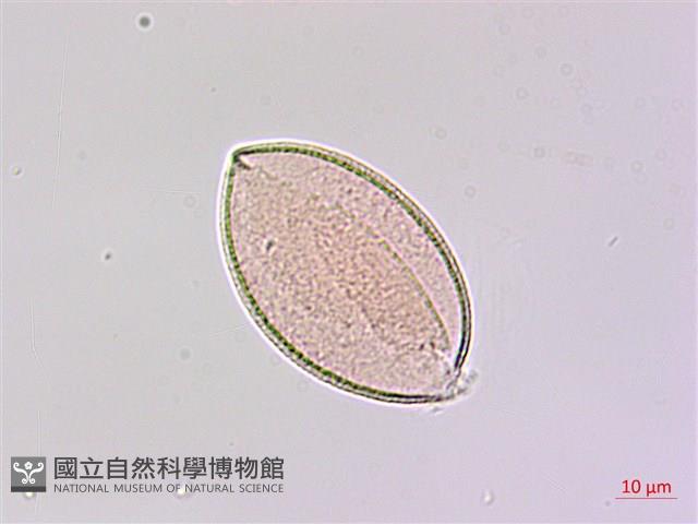 山寶鐸花藏品圖，第2張