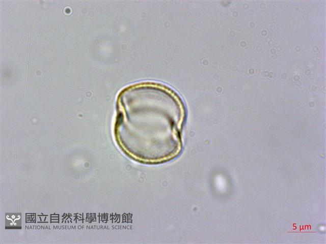雄胞囊草、槳果苣苔藏品圖，第2張