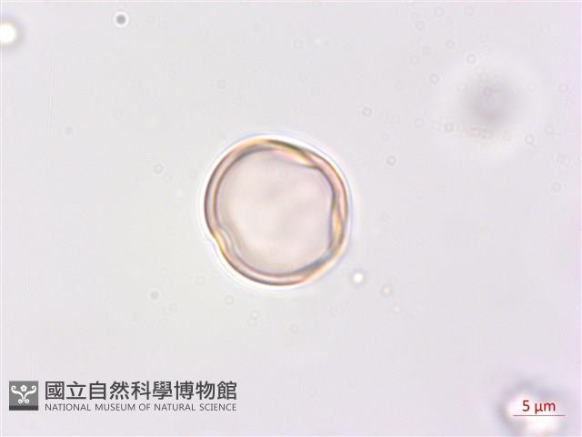 凹葉柃木、濱柃木、翠米茶藏品圖，第2張