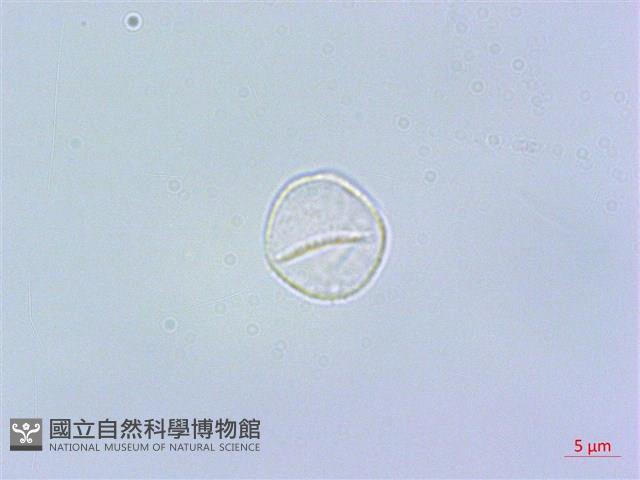 短角冷水麻藏品圖，第2張