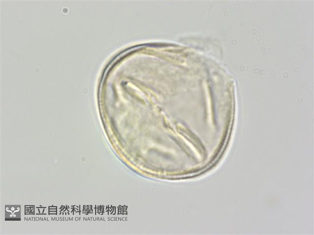 登錄號:S048507藏品圖，第2張