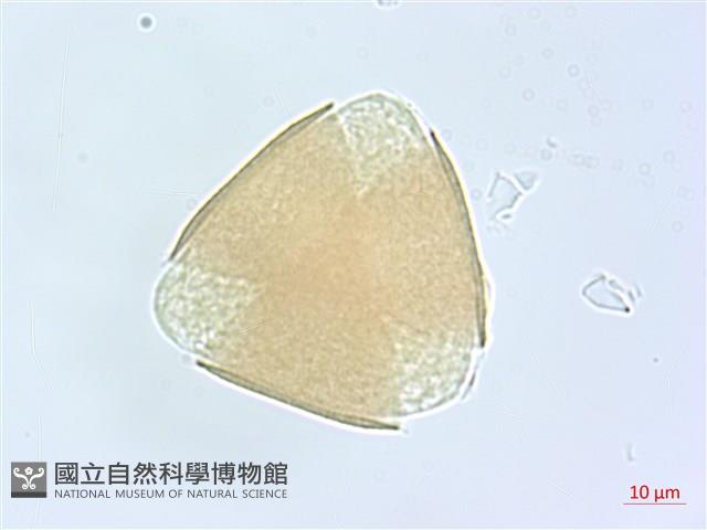 細葉木藍藏品圖，第2張
