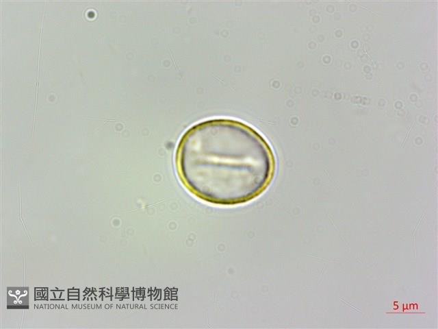 糯米團藏品圖，第2張