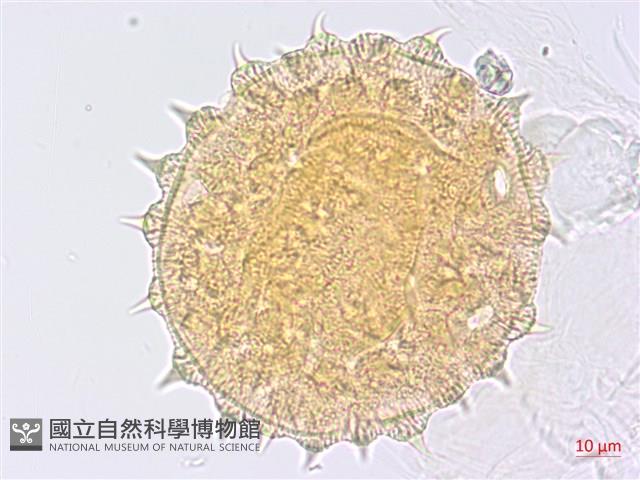 圓葉金午時花藏品圖，第3張
