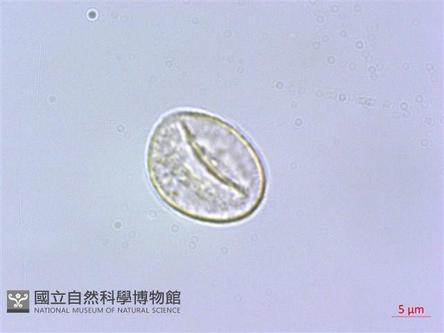 蘭嶼水絲麻藏品圖，第3張