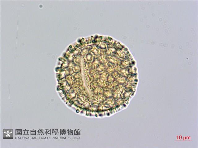火炭母草、清飯藤藏品圖，第2張