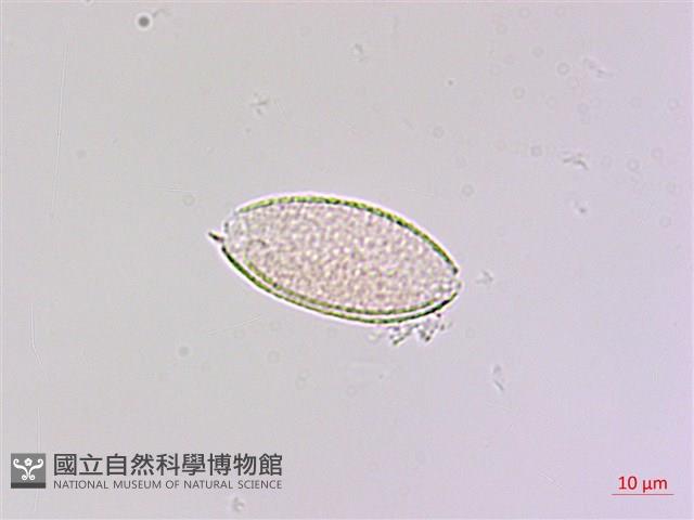 闊葉麥門冬藏品圖，第2張