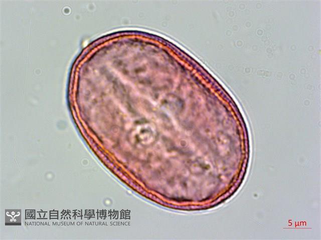 明萼草藏品圖，第2張