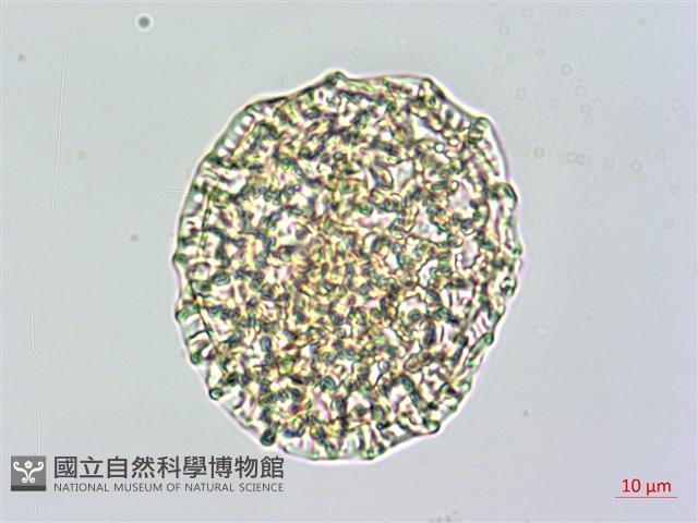 披針葉茉莉花藏品圖，第2張