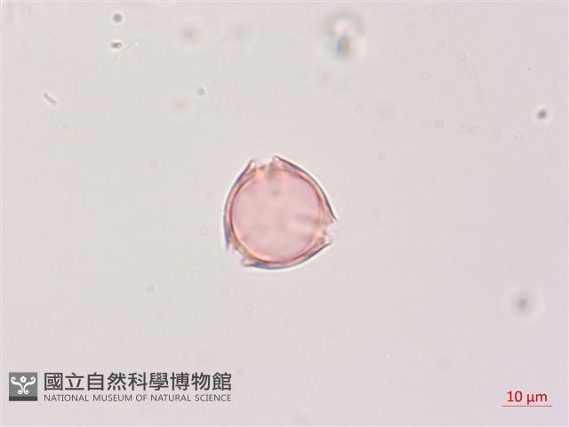 印度茄、南天茄藏品圖，第2張